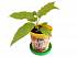 Набор для выращивания растений - Пассифлора съедобная  - миниатюра №5